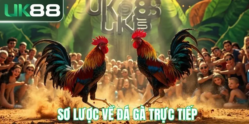 Sơ lược về đá gà trực tiếp